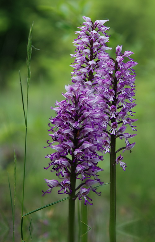 Chiarimento su O. simia, militaris, purpurea e ibridi