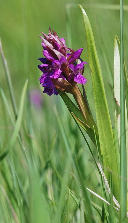 Dactylorhiza lapponica o traunsteineri?