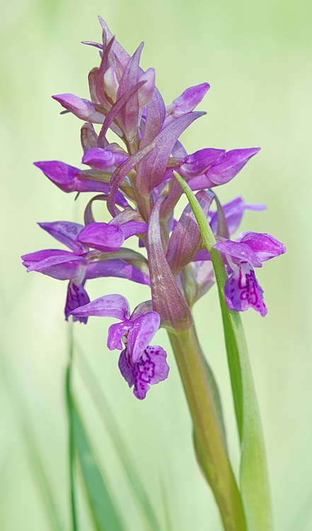 Dactylorhiza lapponica o traunsteineri?