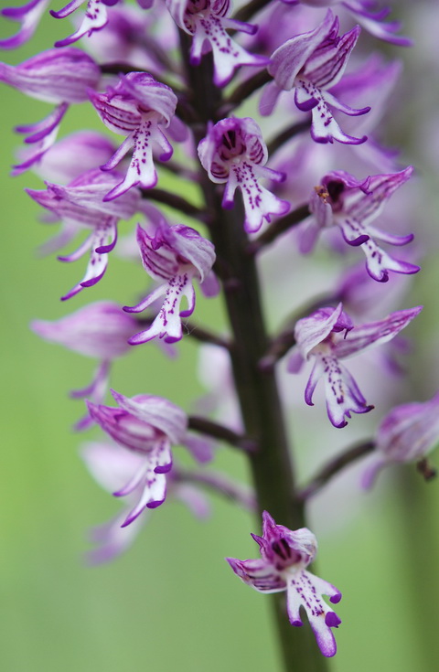 Chiarimento su O. simia, militaris, purpurea e ibridi