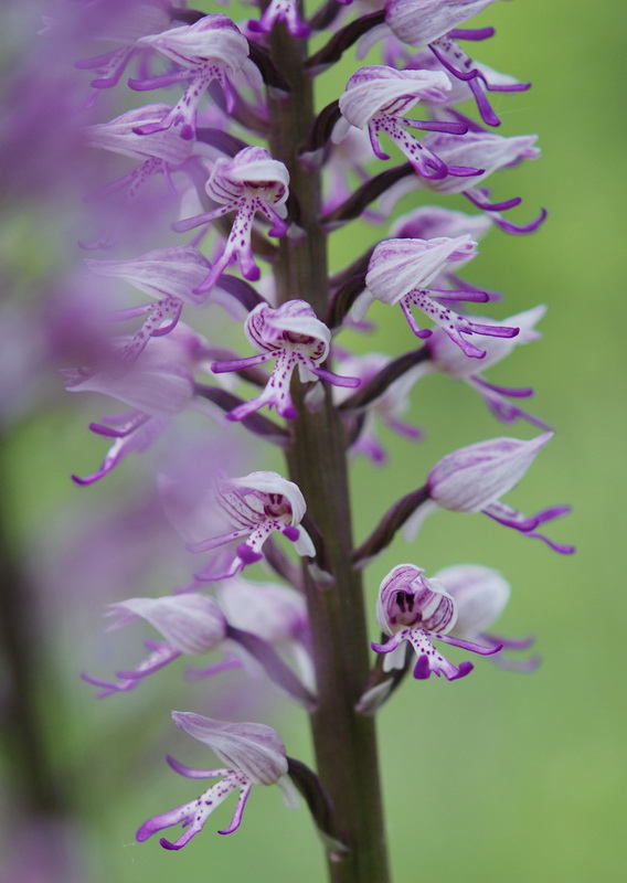 Chiarimento su O. simia, militaris, purpurea e ibridi