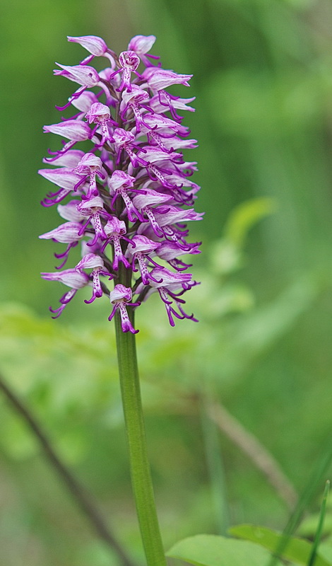 Chiarimento su O. simia, militaris, purpurea e ibridi