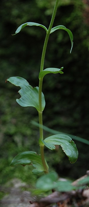 aiuto Epipactis