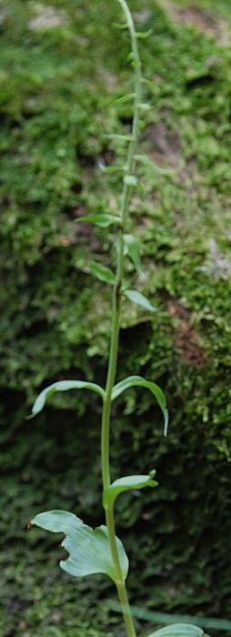 aiuto Epipactis