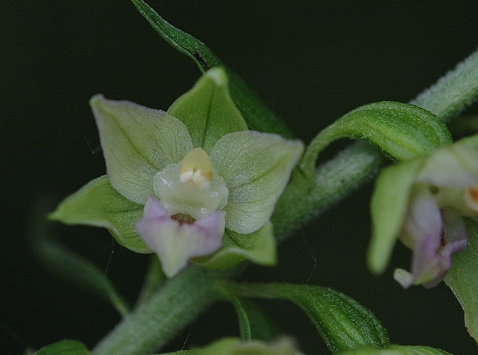 aiuto Epipactis