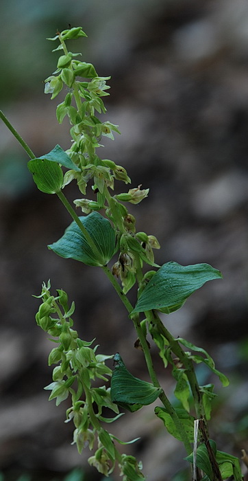 aiuto Epipactis