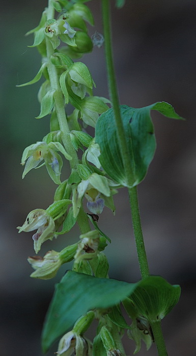 aiuto Epipactis