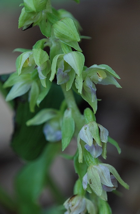 aiuto Epipactis