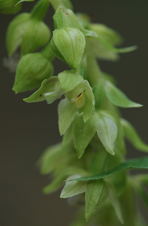 aiuto Epipactis