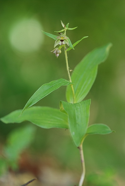 aiuto Epipactis