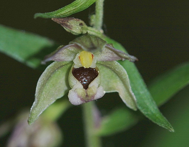 aiuto Epipactis