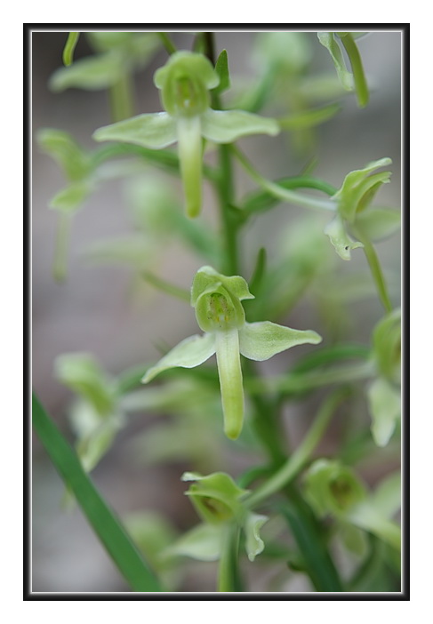 Orchidee Venete - Ibridi