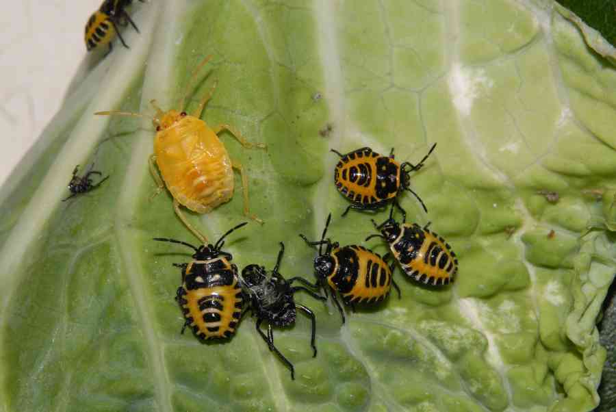 Pentatomidae: Eurydema ventralis della Toscana (PI)