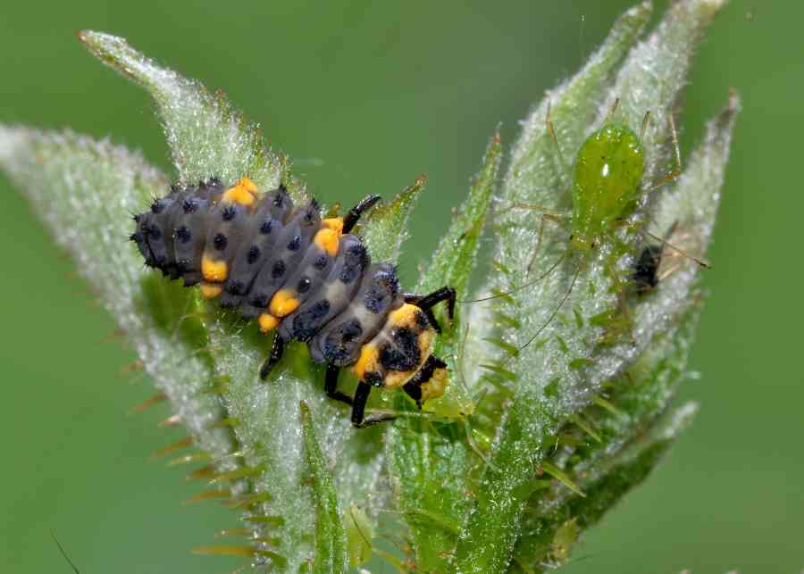 Larva di coccinella con afide