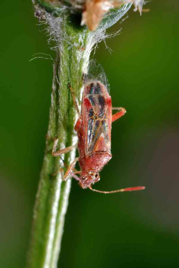 Rhopalidae: Liorhyssus hyalinus della Toscana (PI)