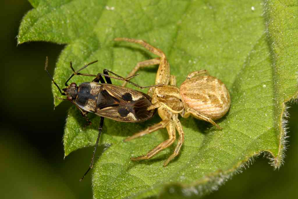 Xysticus sp.