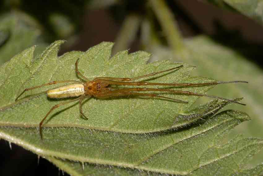 Tetragnatha sp.