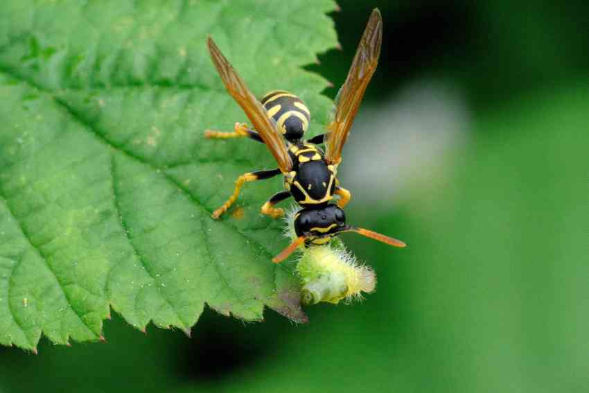 Polistes con preda (bruco)