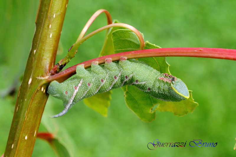 Bruco Smerinthus ocellata