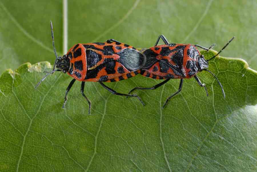 Pentatomidae: Eurydema ventralis della Toscana (PI)