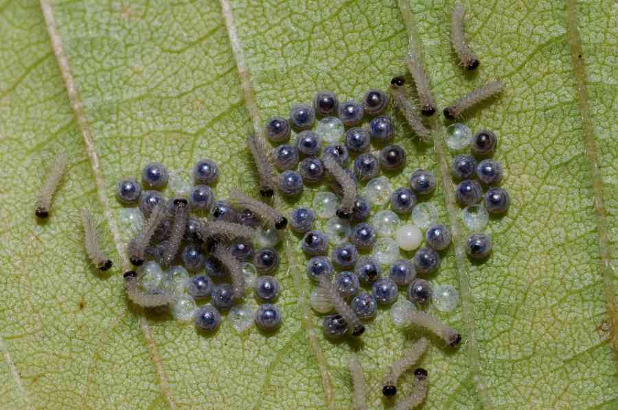 Uova Trasparenti di Spilosoma lubricipeda