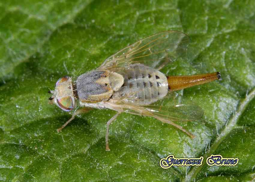 Terellia fuscicornis