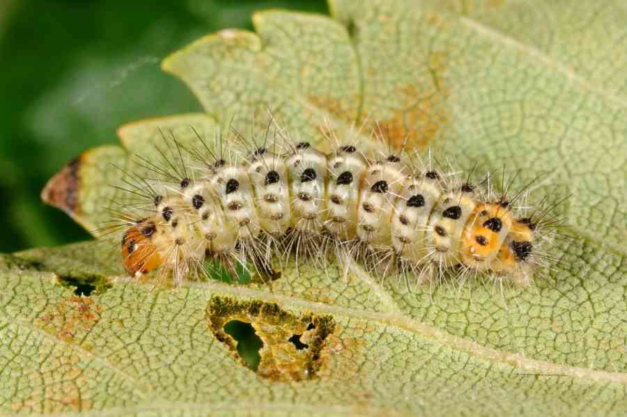 Uova Trasparenti di Spilosoma lubricipeda