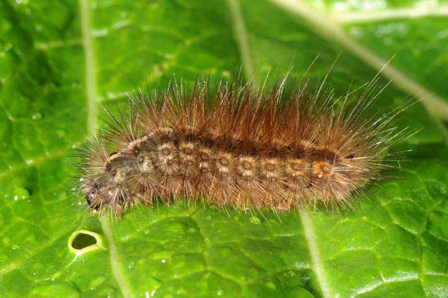 Uova Trasparenti di Spilosoma lubricipeda