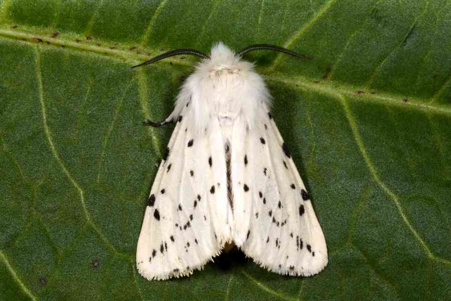 Uova Trasparenti di Spilosoma lubricipeda