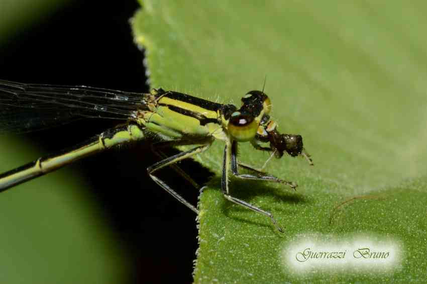 ID libellula