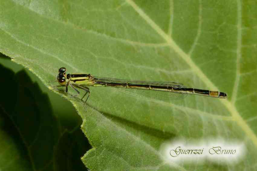 ID libellula