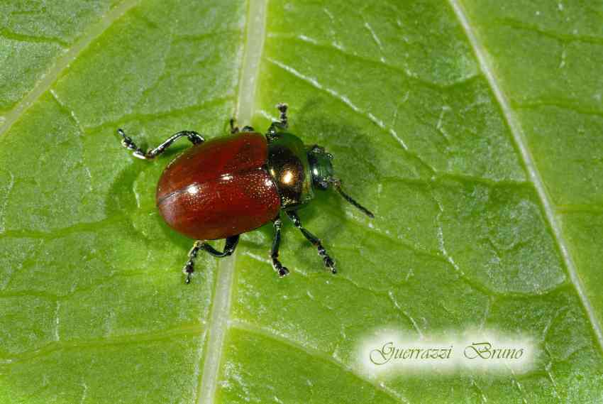 Chrysolina polita?