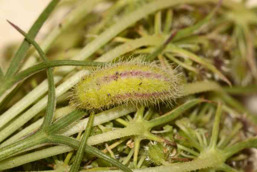 Identificazione bruco