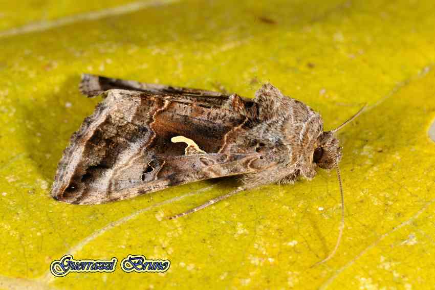 Autographa gamma? - Si