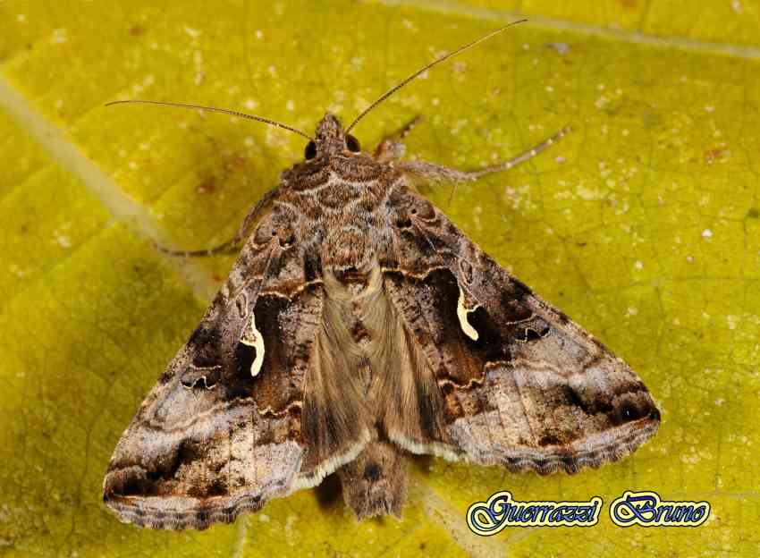 Autographa gamma? - Si