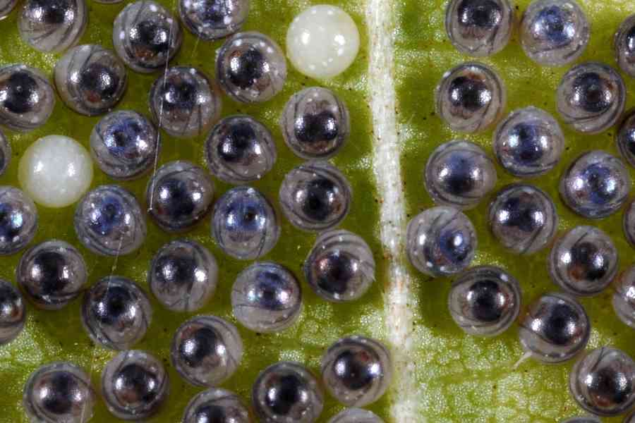 Uova Trasparenti di Spilosoma lubricipeda