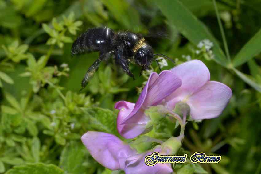 Xilocopa violacea?