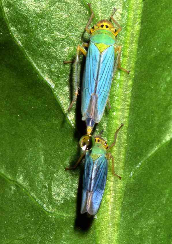 Cicadella viridis