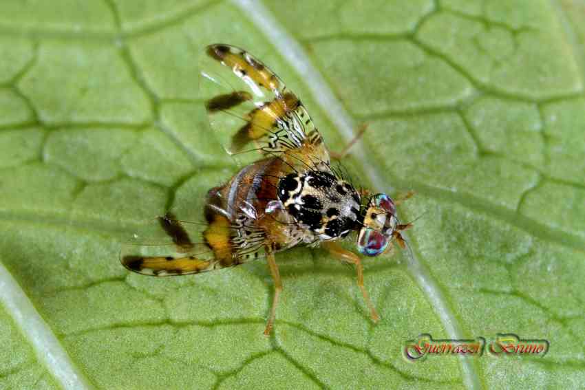 Ceratitis capitata