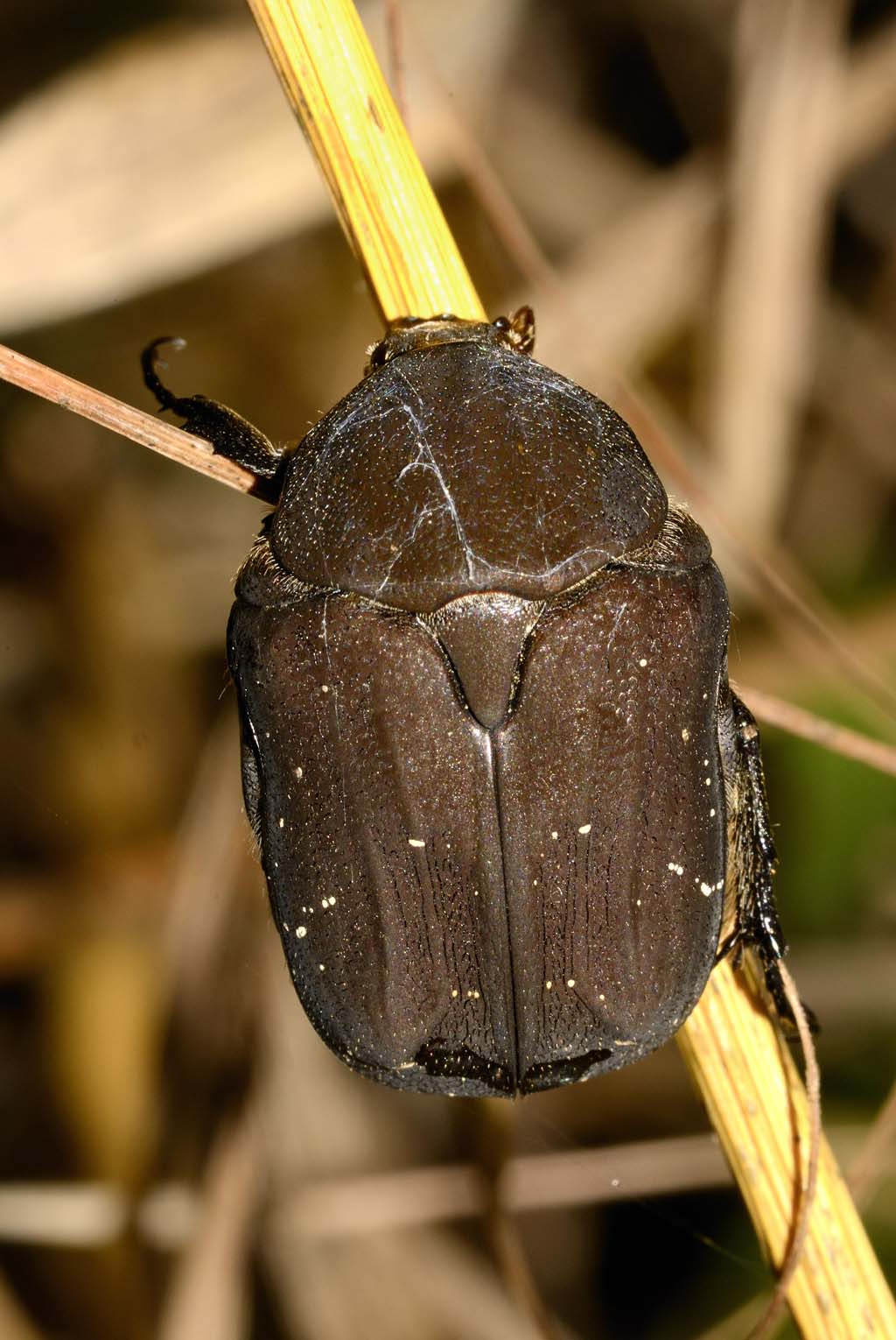 Cetonia ma quale? (Netocia morio)