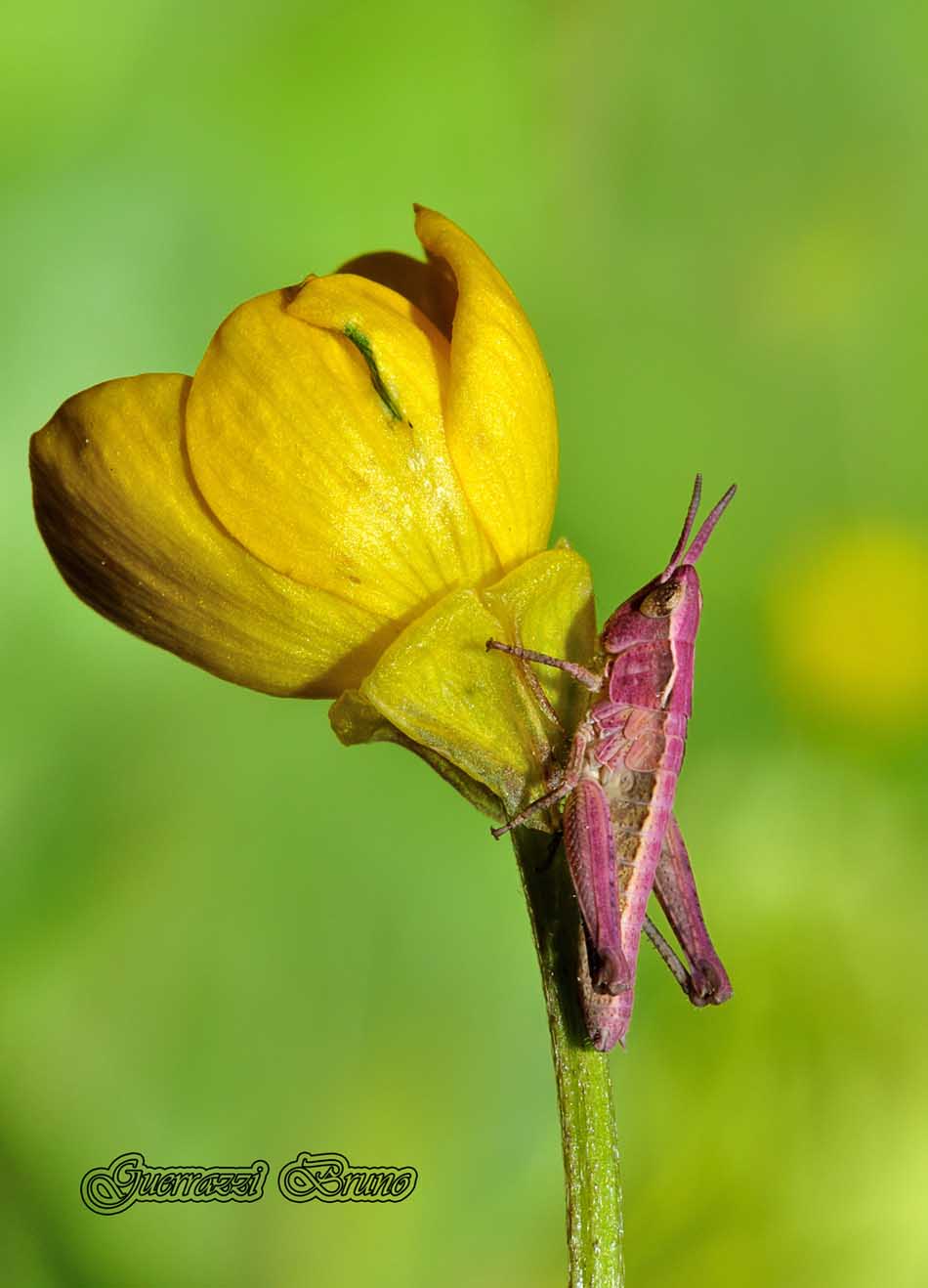 Giovane Acrididae di colore rosato, non determinabile