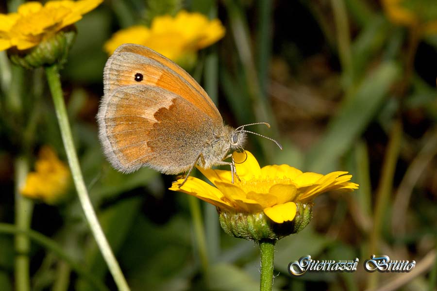 Coenonympha pamphilus?