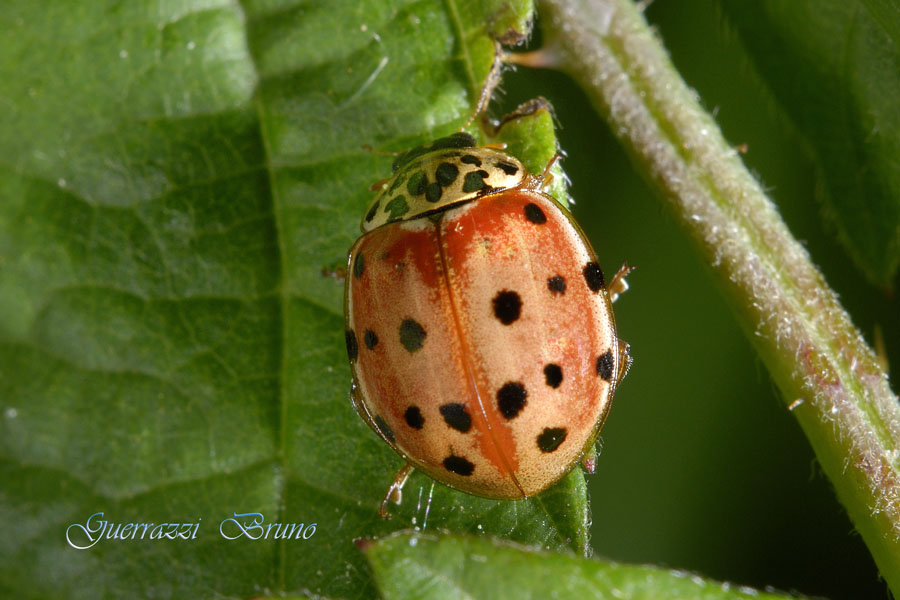 coccinella:  Harmonia quadripunctata