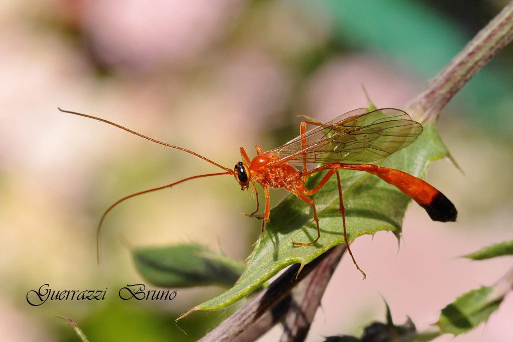 Ichneumonidae Ophioninae. Enicospilus cfr ramidulus