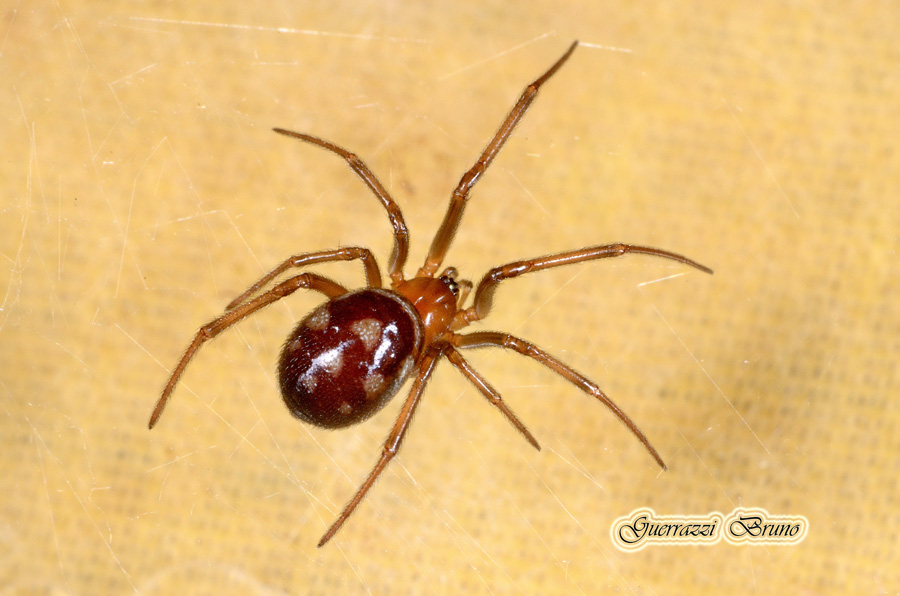 Steatoda grossa