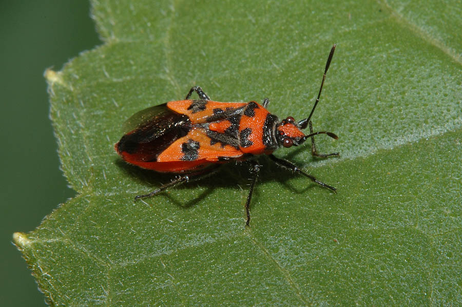 Rhopalidae: Corizus hyoscyami della Toscana (PI)