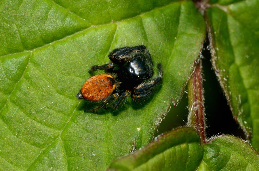 Carrhotus xanthogramma