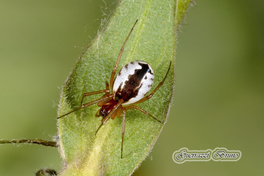 Neriene peltata?