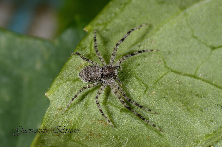 Philodromus margaritatus