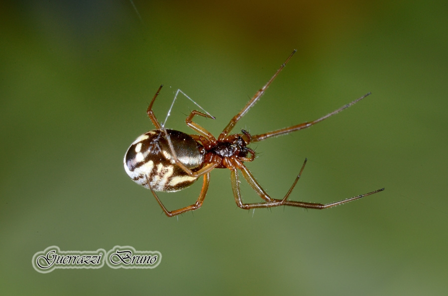 Neriene peltata?